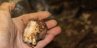 Sezze, ossa e denti di 4000 anni: i ritrovamenti a grotta Vecchi