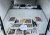 Sabaudia, maxi sequestro di pesce non tracciato