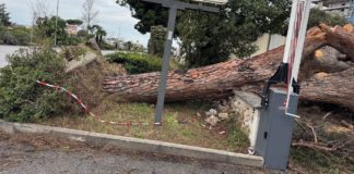 Cade un pino sull’Appia a Terracina, il Comune abbatterà tutte le piante pericolanti