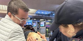 Cane smarrito viaggia da Cisterna a Roma Termini in treno