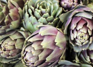 Sezze, è l’ora del carciofo: sabato e domenica la 54esima sagra