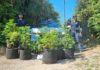 Gaeta, scoperta una piantagione di marijuana: due arresti