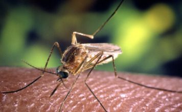 Latina, West Nile: via libera a interventi straordinari di disinfestazione