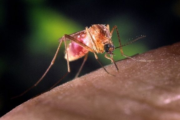 Cisterna, piano anti West Nile: mappati oltre mille punti critici