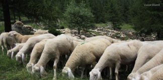 Priverno, strage di pecore: auto investe gregge, venti animali morti