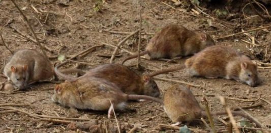 ratto