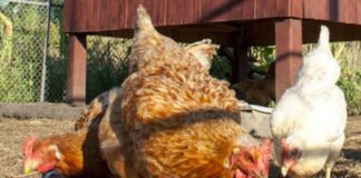 Latina, gatto ucciso perché infastidiva le galline: denunciati padre e figlio