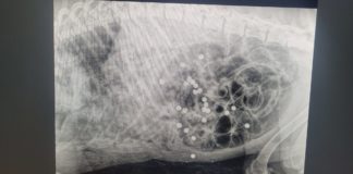 Labrador ucciso a fucilate, la rabbia della LNDC Animal Protection