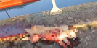 Pontinia, orrore sulla Migliara: ucciso a colpi di fucile un Labrador