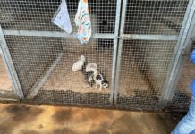 Pontinia, adozione dei cani: bilanci e novità del servizio “Ti affido un amico”