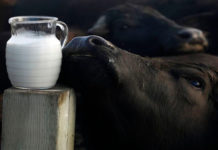 Pontinia, ultimi passi utili per il nuovo Distretto Bufalino