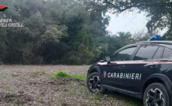 Taglio abusivo di vegetazione nel Parco del Circeo, scattano le denunce