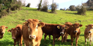 Bovini al pascolo in area bruciata, sanzionato allevatore a Sonnino