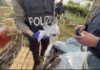 Maxi operazione nazionale di Polizia, Latina in prima linea