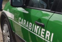 Latina Scalo, salvata una civetta investita