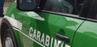 Latina Scalo, salvata una civetta investita