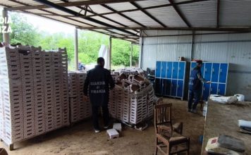 Latina, maxi controlli della Guardia di Finanza nelle aziende agricole: il bilancio