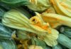 Zucchino dell’Agro Pontino, arriva il marchio europeo