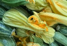 Zucchino dell’Agro Pontino, arriva il marchio europeo