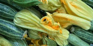 Zucchino dell’Agro Pontino, arriva il marchio europeo