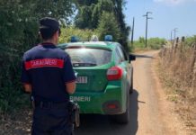 Potature irregolari a Cori, sanzioni dei Forestali