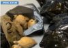 Latina, controlli antidroga: sequestrati presunti bulbi di oppio