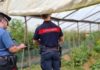 Sermoneta, irregolarità in un’azienda agricola: maxi sanzione per il proprietario