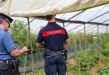 Sermoneta, irregolarità in un’azienda agricola: maxi sanzione per il proprietario