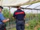 Sermoneta, irregolarità in un’azienda agricola: maxi sanzione per il proprietario