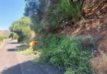 Norma, albero cade sulla carreggiata: interviene la protezione civile
