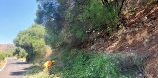 Norma, albero cade sulla carreggiata: interviene la protezione civile