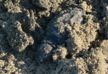 Latina, nate le prime 20 tartarughine Caretta caretta