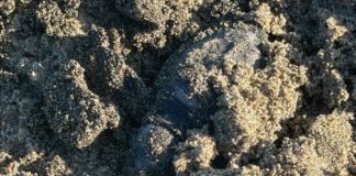 Latina, nate le prime 20 tartarughine Caretta caretta