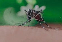 West Nile, 49 i casi nel Lazio: Latina la provincia più colpita