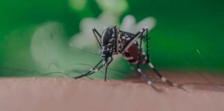 West Nile, 49 i casi nel Lazio: Latina la provincia più colpita