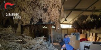 Sezze, una serra di marijuana nel capannone: sequestrate oltre 800 piante