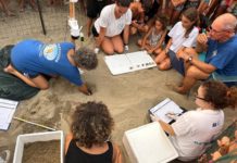 Terracina, schiusa record: 70 Caretta caretta in mare. Domenica il “Tarta Cafè”
