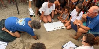 Terracina, schiusa record: 70 Caretta caretta in mare. Domenica il “Tarta Cafè”