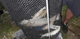 Terracina, blitz alla pesca abusiva: 17 verbali