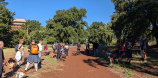 “A spasso con gli adottati”: a Cisterna una passeggiata con i cani del canile di Sermoneta