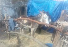 Asini “maltrattati” durante la Sagra, la denuncia di una lettrice